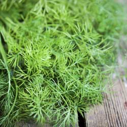 delicious-dill